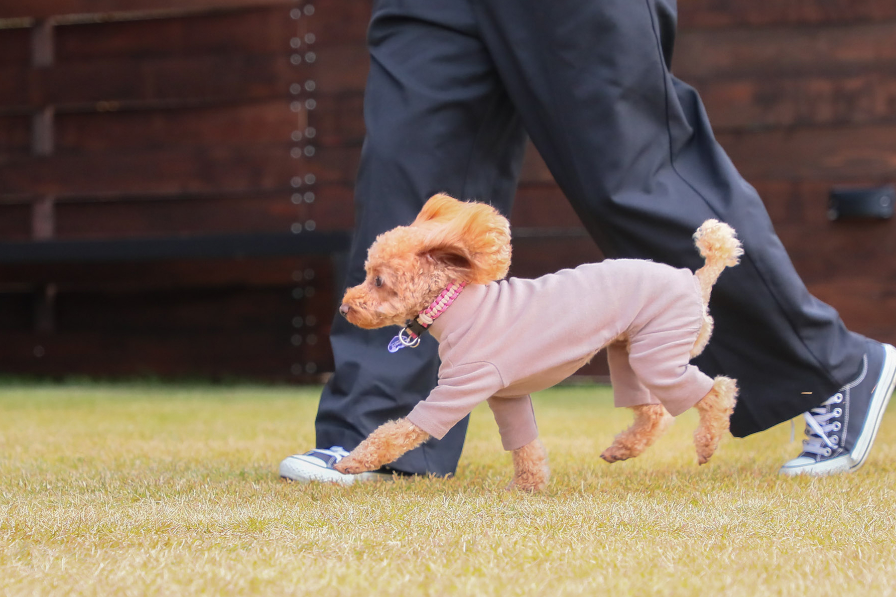 ドッグランで飼い主さんの足元を着いていくワンちゃんの様子