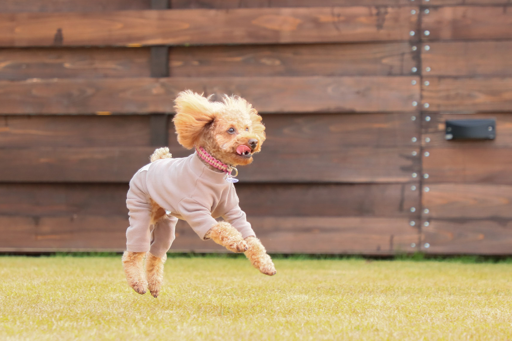 ドッグランで楽しそうに跳ねるワンちゃんの様子
